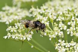 Image of hoverfly