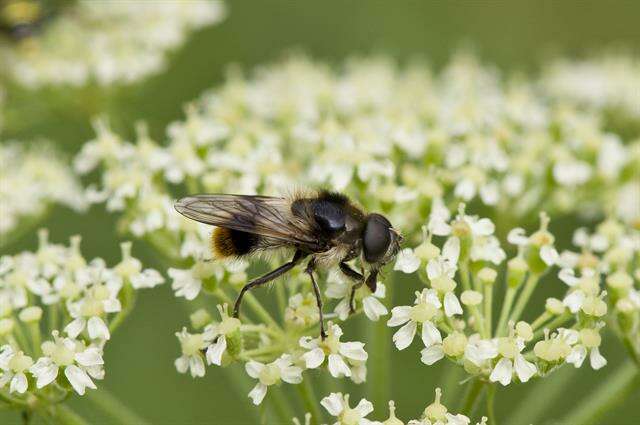 Image of hoverfly