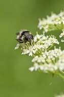 Image of hoverfly