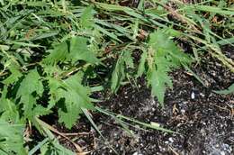 Image of halberdleaf orach