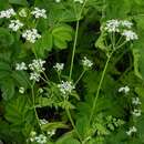 Image of garden chervil