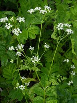 Image of chervil