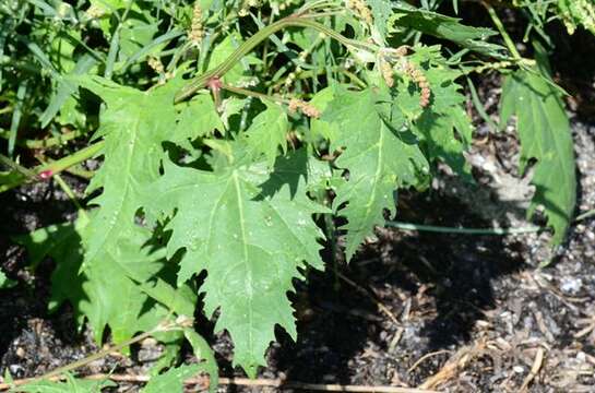 Image of halberdleaf orach