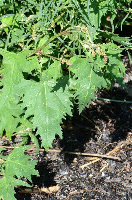 Atriplex calotheca (Rafn) Fries的圖片