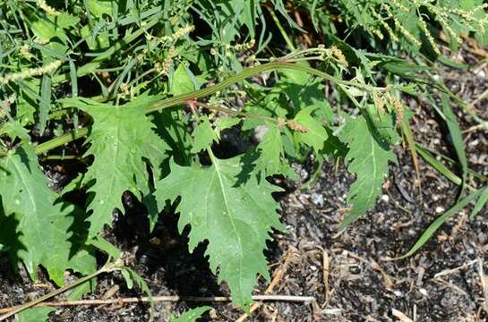 Image of halberdleaf orach