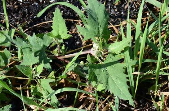 Image of halberdleaf orach