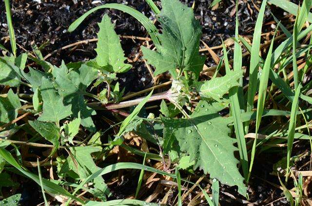 Atriplex calotheca (Rafn) Fries的圖片