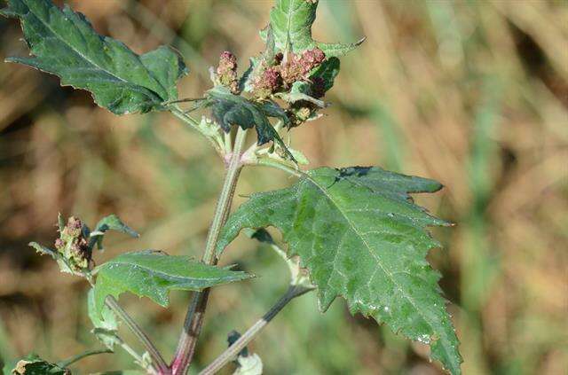 Atriplex calotheca (Rafn) Fries的圖片