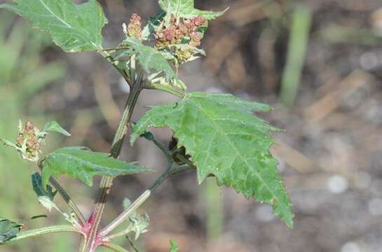 Image of halberdleaf orach