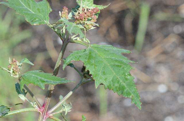 Atriplex calotheca (Rafn) Fries的圖片