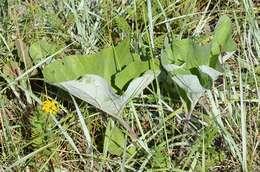 Image of Petasites spurius (Retz.) Rchb.