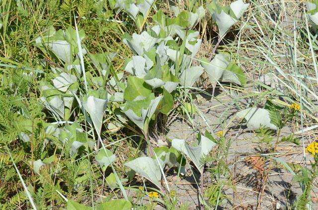 Image of Petasites spurius (Retz.) Rchb.