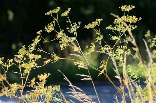 Image of chervil