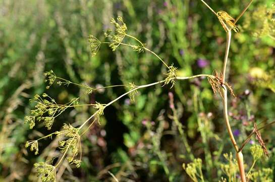 Image of chervil