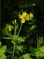 Image of celandine