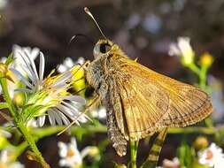 Atalopedes campestris Boisduval 1852 resmi