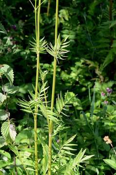 Image of valerian