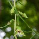 Imagem de Epipactis leptochila (Godfery) Godfery