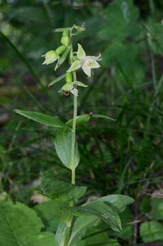 Image of Helleborine