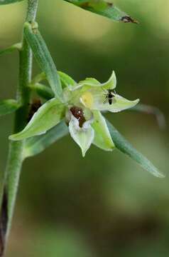 Image of Helleborine