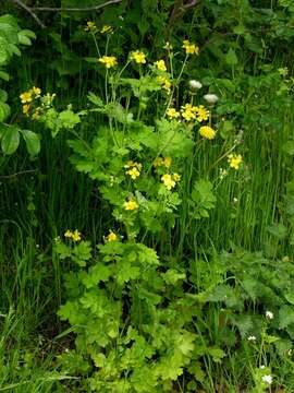 Image of celandine