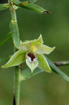 Image of Helleborine