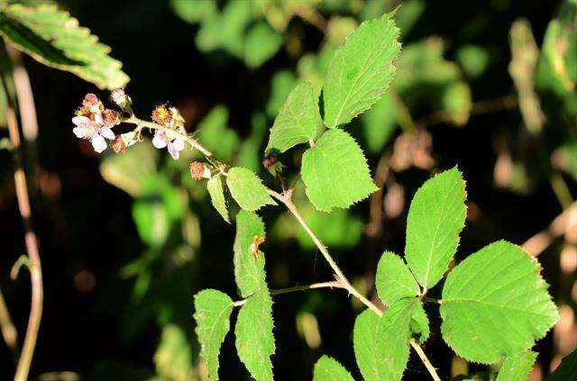 Слика од Rubus vestitus Weihe & Nees