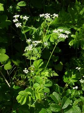 Image of chervil