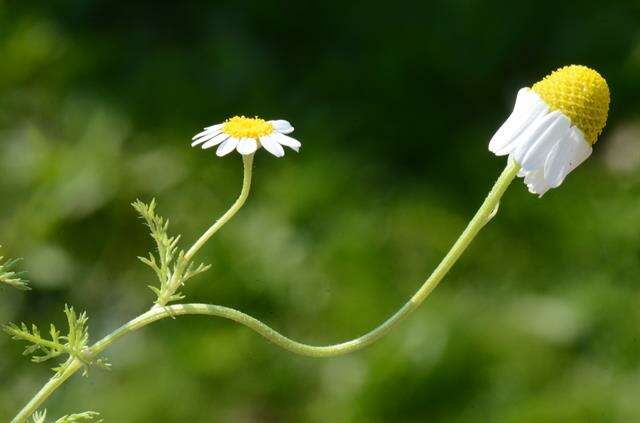 Image of chamomile