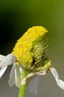 Image of chamomile