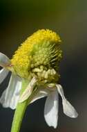 Image of chamomile