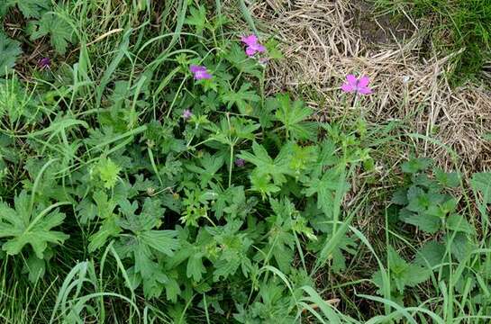 Imagem de Geranium palustre L.