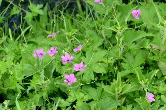 Imagem de Geranium palustre L.