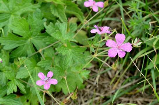 Imagem de Geranium palustre L.