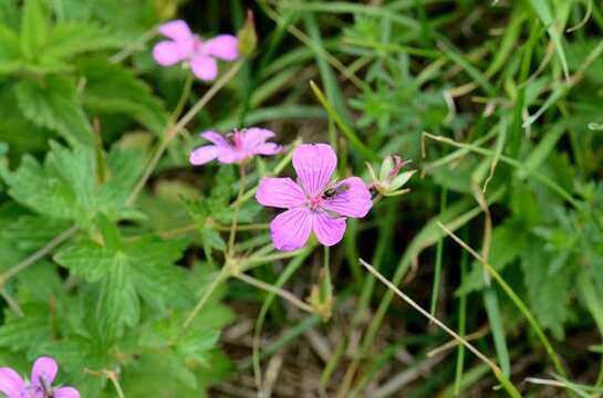 Imagem de Geranium palustre L.