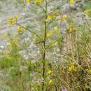 Image of water ragwort