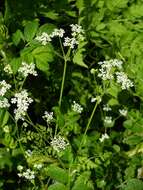 Image of chervil