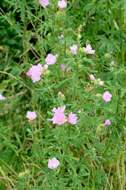 Image of mallow