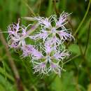 Image of fringed pink