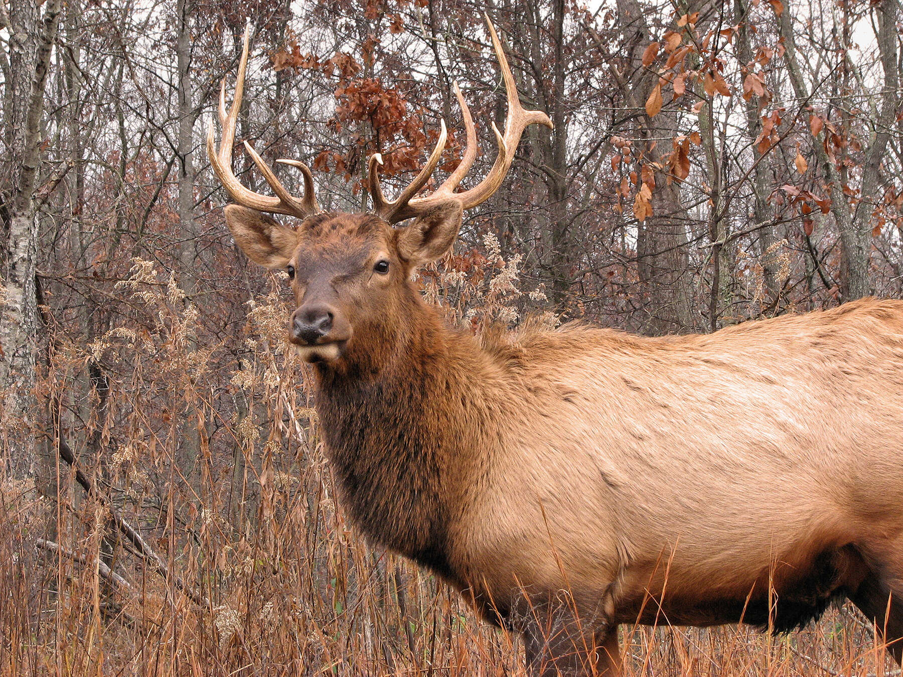 Image of North American elk