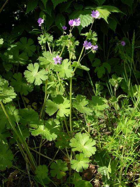 Image of hedgerow geranium