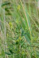 Image of Melilotus dentatus (Waldst. & Kit.) Pers.