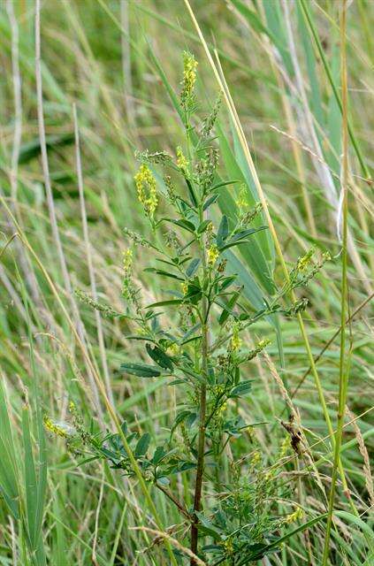 Image of Melilotus dentatus (Waldst. & Kit.) Pers.