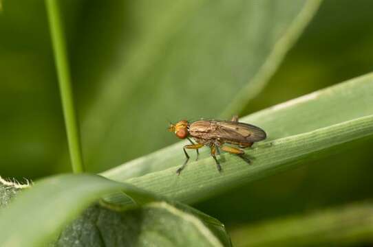 Image of marsh flies