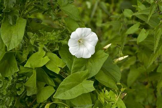 صورة Calystegia