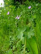 Image of hedgerow geranium