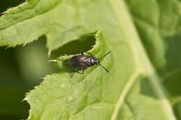 Image of Capsus wagneri Remane 1950