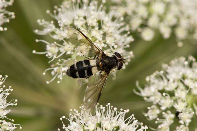 Leucozona resmi