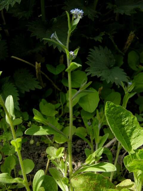 Image of forget-me-not