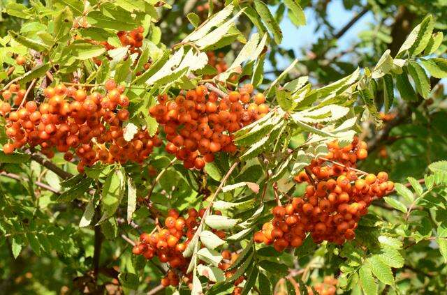 Image of rowan,  moutain ash